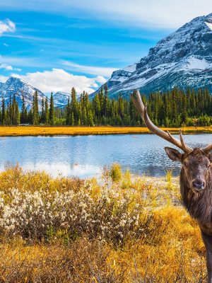 Image - voyage au canada